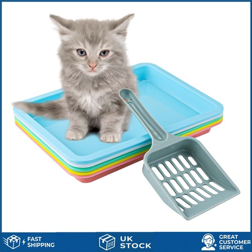 Shallow small kitten - shallow, litter