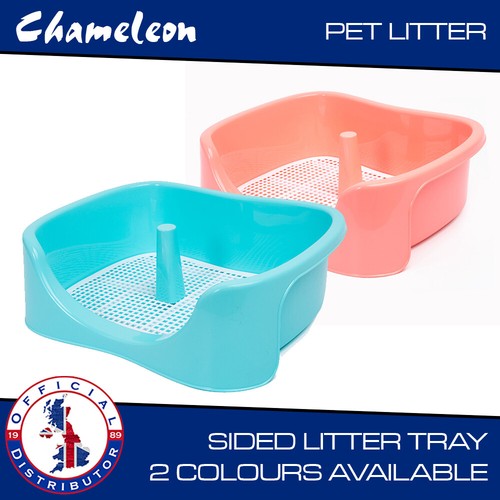 Cat kitten litter - cat,